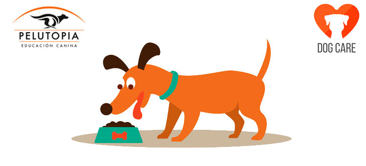 Dieta natural perros barf