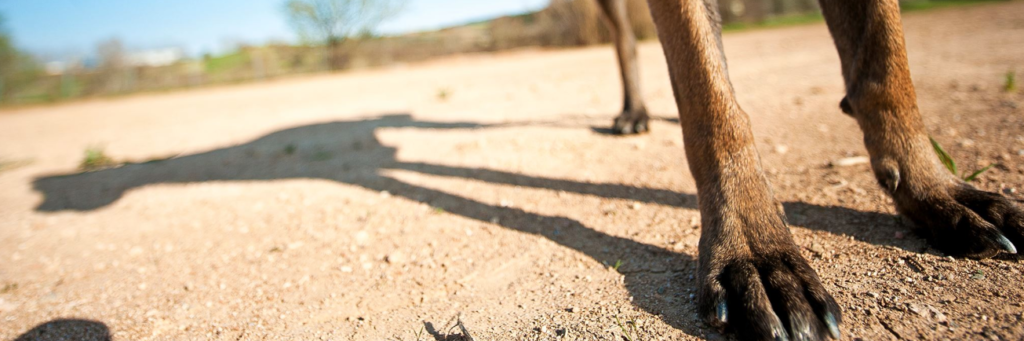 La deuda con los perros - Pelutopia escuela de etologia canina en Barcelona