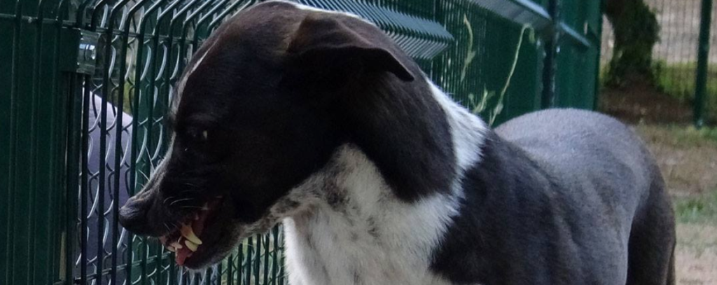 agresividad en los perros - Pelutopia escuela de etologia canina en Barcelona