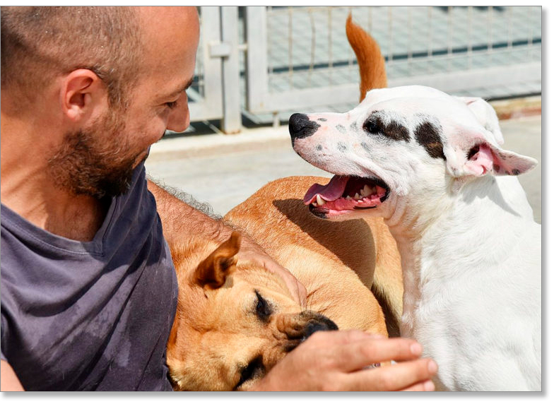 Asesoramiento perros adoptados