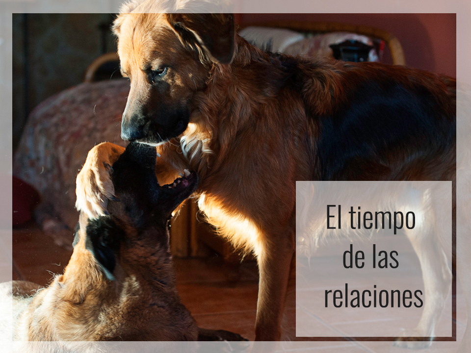 El tiempo de las relaciones de los perros