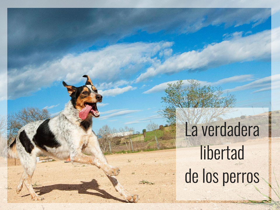 La verdadera libertad de los perros reflexiones