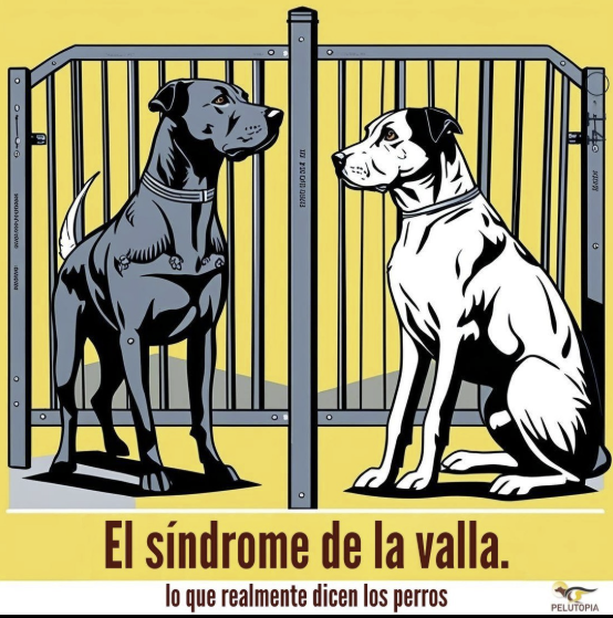 Dos perros se observan a través de una valla, con el texto "El síndrome de la valla: lo que realmente dicen los perros".